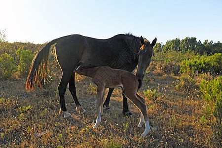 来自葡萄牙的乡下马匹和马鞭动物乡村小动物主题野生动物牧场植物群小马场地农场图片