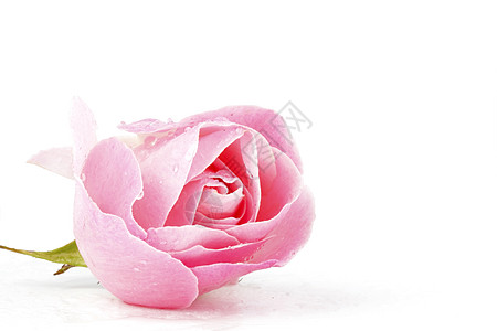 粉红玫瑰花瓣粉红玫瑰 有水滴香味礼物脆弱性工作室花瓣飞沫玫瑰生长植物群婚礼背景