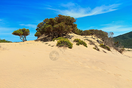 Sardinia  皮斯辛那斯沙丘旅行风景晴天天空绿色松树海岸旅游太阳沙漠图片