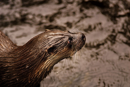 欧洲水生欧洲动物园水獭野生动物动物群背心图片