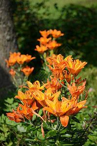 橙丽花园百合植物群绿色花朵图片
