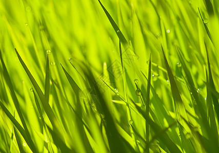 绿绿草叶子树叶阳光花园植物环境自然雨滴水滴纹理图片