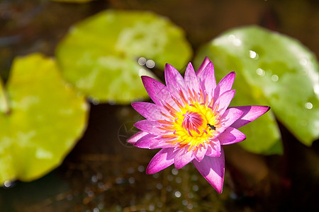 水下树叶百合池塘冥想季节花瓣沼泽花园飞沫美丽图片