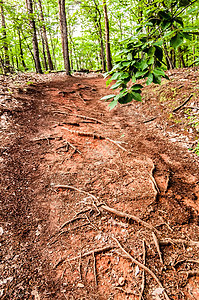 在州公园的徒步小路上发现的东西石头日落植物旅行树干地面山脉草丛木头射线图片