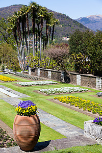 花园植物群公园植物别墅场地花瓣郁金香农业棕榈花朵图片