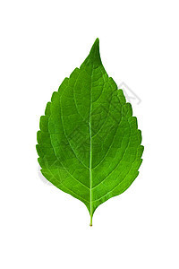 绿叶对象草本植物白色植物群季节树叶生长叶子环境绿色图片