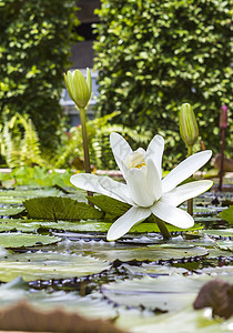 池塘中美丽的白莲图片