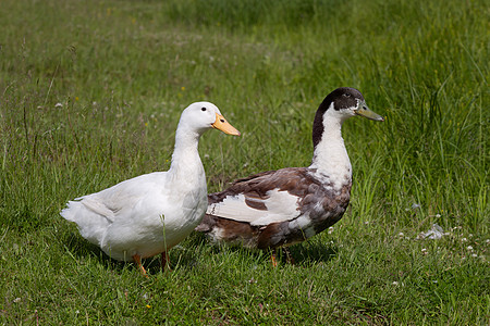 家鸭娱乐花斑草地白色动物鸭子背景图片