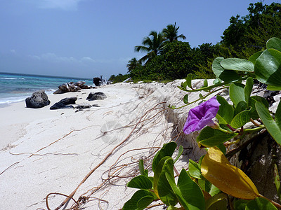 热带热带海滩视觉乔木假期黑貂乐园日记名人拉贡图片