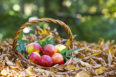 秋天花园篮子里的新鲜苹果收成花园生物背景园艺水果食物生态农场感恩图片
