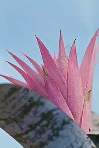 achmea 千兆米粉色叶子红色植物群紫色植物绿色图片