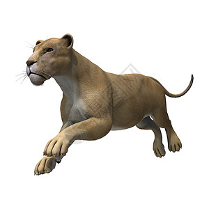 狮子狮座野生动物插图力量猎人动物领导者跑步白色母狮生物图片