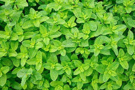 薄叶叶香料芳香花园小枝叶子植物枝条草本植物树叶绿色图片