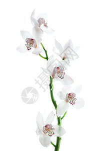 白兰花工作室纪念日白色花束周年植物植物群图片