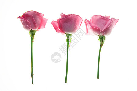 三朵玫瑰在白色背景上被孤立图片