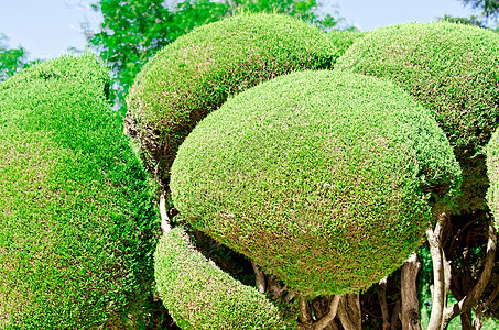 马德里欢乐务虚会公园的树木和板凳旅行天空皇家绿色植物古董衬套地标历史花园图片