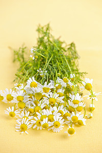 洋甘菊花花瓣植物黄色花朵雏菊植物群花束杂草白色草本植物图片