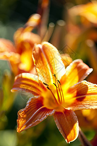 虎丽花植物群花园橙子黄色植物条纹生长花朵百合老虎图片