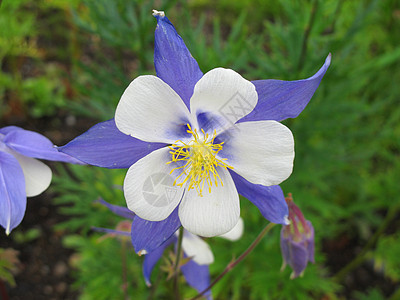 妇女权益组织紫色植物白色花园雄蕊花粉根茎花瓣图片