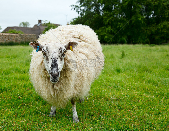 羊农业绿色家畜农田草地白色场景动物母羊农村图片