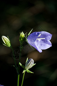 秋花天空紫色绿色白色植物群蓝色花朵花园图片