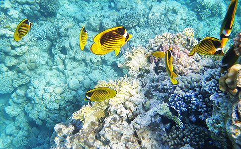 Racoon 蝴蝶鱼水下珊瑚礁图片
