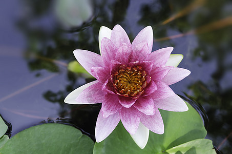 紫色莲花植物群绿色叶子池塘植物学花园植物花瓣热带百合图片