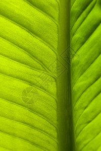 叶子树叶植物学植物环境绿色草本植物草本生长生态静脉图片
