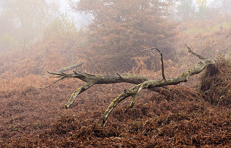树树木木头林地薄雾图片
