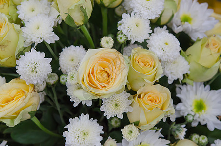 黄花和白花花瓣黄色绿色雏菊花束植物群玫瑰叶子白色植物图片