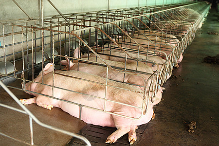 大育猪养猪场内部的无光景猪肉水平配种农场工业公猪动物谷仓家畜团体图片