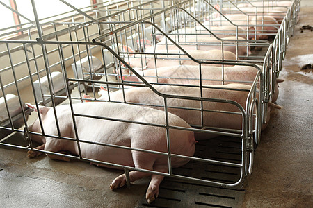 大育猪养猪场内部的无光景猪圈小猪栽培团体公猪农庄猪肉动物配种谷仓图片