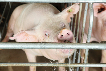 猪饮用水鼻子食物喷泉动物耳朵哺乳动物母猪团体好奇心粉色图片