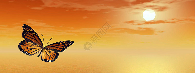 Monarch 蝴蝶 - 3D 立体图片