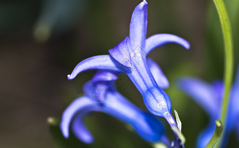 赫亚辛花腔蓝色爱情故事植物美丽生长植物学展示约会季节图片