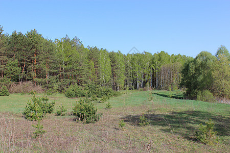 有松树的绿林地面衬套森林疗法照片场地芳香天空灌木丛天堂图片