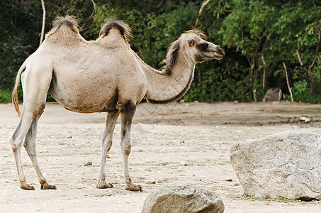 骆驼驼峰家畜驮兽动物园动物群野生动物哺乳动物荒野图片