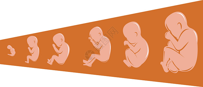 8至40周的人类胎儿孩子木刻插图生长婴儿图片