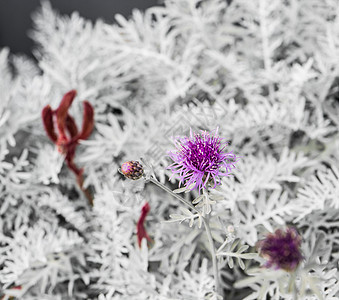 紫花朵植物粉色背景季节绿色菊花场地宏观花园背景图片