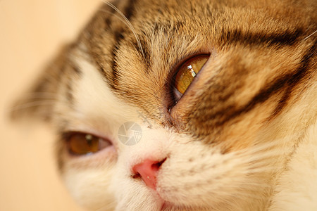 猫眼 闭上猫猫猫的眼睛毛皮白色虎斑鼻子动物羊毛猫咪灰色绿色注意力图片