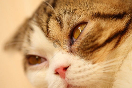 猫眼 闭上猫猫猫的眼睛毛皮白色虎斑鼻子动物羊毛猫咪灰色绿色注意力图片