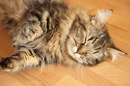 睡猫乐趣动物猫咪毛皮眼睛耳朵虎斑说谎哺乳动物宠物图片