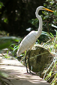 大Egret (Ardea Alba)图片