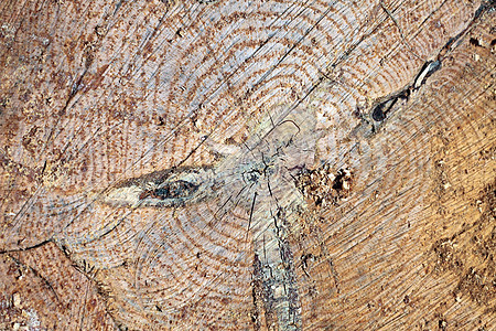 树细节木材棕色戒指日志植物树干圆圈森林松树图片