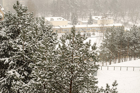 松树的顶部雪盖 院子里有雪覆盖的雪图片