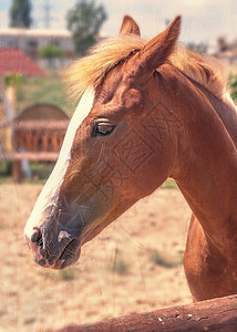 美丽的棕色马匹耳朵蓝色骑术牧场阉马动物马术乡村板栗眼睛图片