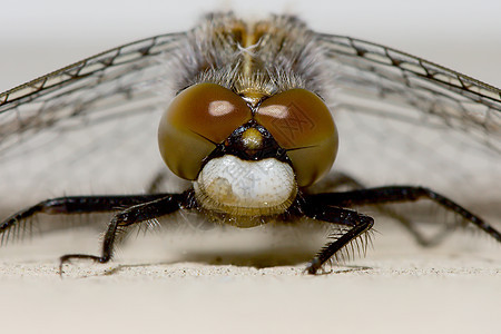 共度达特苍蝇休息翅膀昆虫杂草镖手摄影蜻蜓飞行滑翔机叶子宏观图片