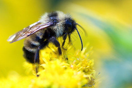 金黄北大黄蜂漏洞宏观花粉昆虫金色野生动物翅膀黄色背景图片