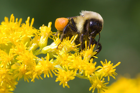 金黄北大黄蜂翅膀野生动物漏洞黄色金色昆虫宏观花粉图片