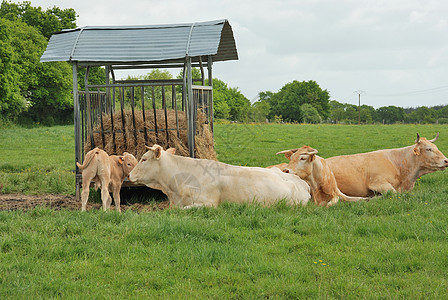 草地中的牛群动物牛肉场地农场标签奶牛图片